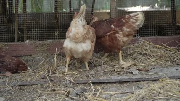 Groupe de poules mangeant de la nourriture sur le sol autour de la ferme de poulets. Le concept d'agriculture et d'élevage biologique - Séquence, vidéo