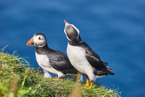 Mykines kayalıklarında ve Atlantik okyanusunda martılar. Faroe Adaları kuş yaşamı - Fotoğraf, Görsel