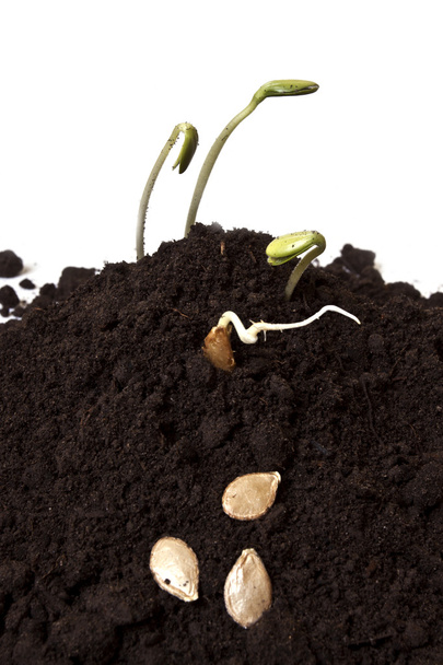 A plant with soil on a hand trowel - Photo, Image