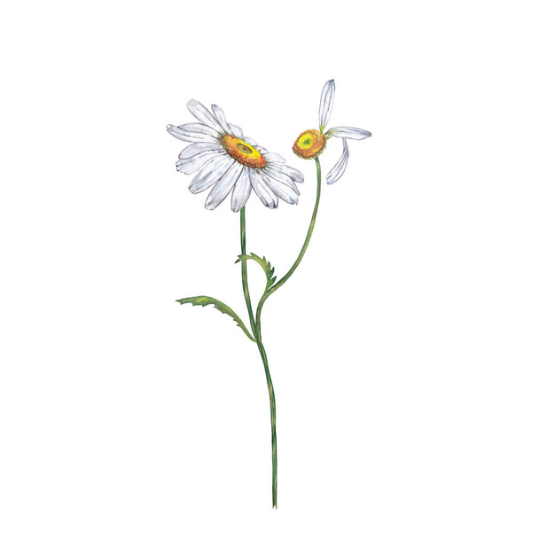Illustration of realistic white garden chamomile. Colorful summer bloom flower on stem with faded bud and leaves . Watercolor hand painted isolated elements on white background. - Фото, зображення