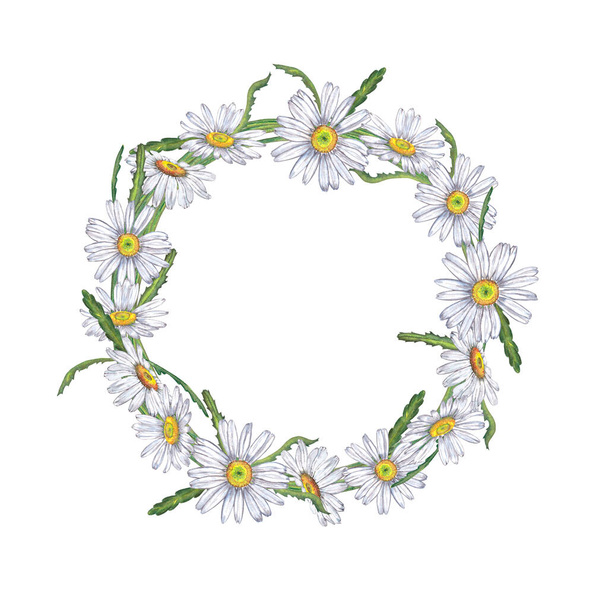 Round wreath of realistic white garden chamomile bloom flowers. Colorful summer frame. Watercolor hand painted isolated elements on white background. - Photo, Image