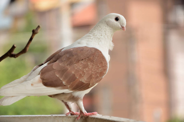 Beau pigeon domestique brun debout sur la clôture par une journée d'été ensoleillée, pigeon regardant la caméra. Fond flou. Nature et concept animal. Gros plan, focus sélectif
 - Photo, image