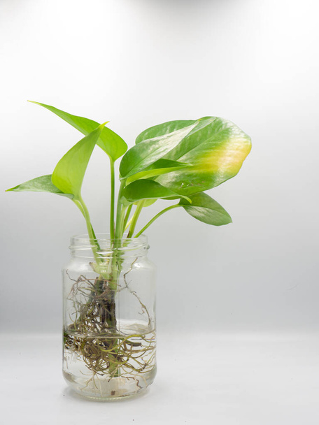 The green plant in the glass vase with isolated white background - Foto, Imagem