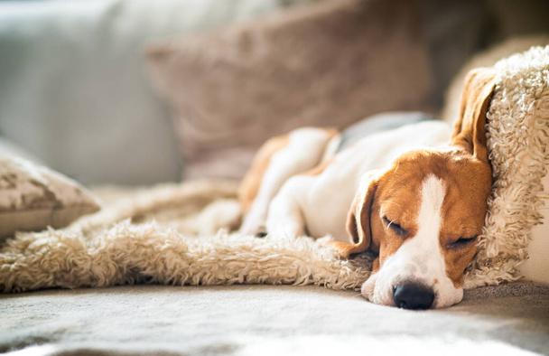 Beagle kutya fáradt alszik egy hangulatos kanapén vicces helyzetben. Kutya háttér téma - Fotó, kép