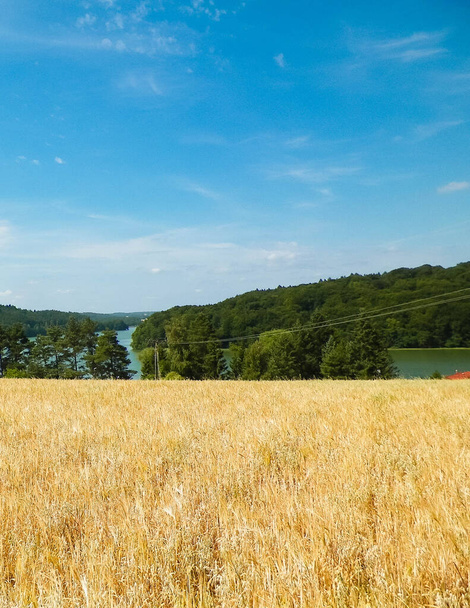 Paisaje de campo de avena y lago Ostrzyckie, Wiezyca, región de Kashubian, Polonia. Naturaleza y agricultura. - Foto, Imagen
