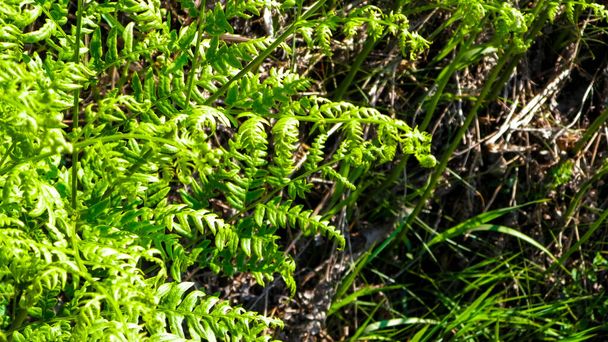 Nahaufnahme von grünen Blättern des grünen Farns (Polypodiopsida Cronquist). Natur Hintergrund, florales Konzept. - Foto, Bild