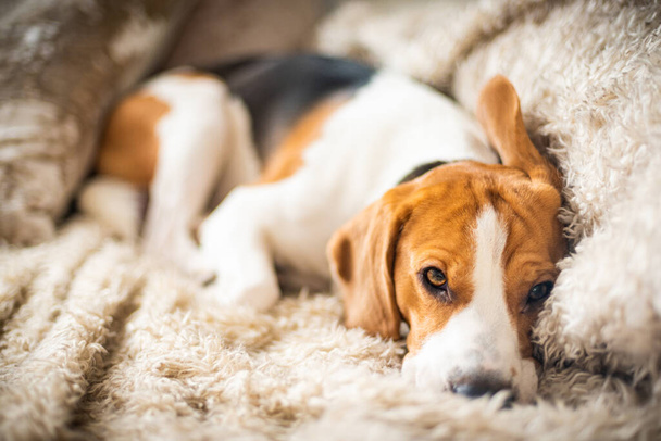 Beagle kutya fáradt alszik egy hangulatos kanapén vicces helyzetben. Kutya háttér téma - Fotó, kép