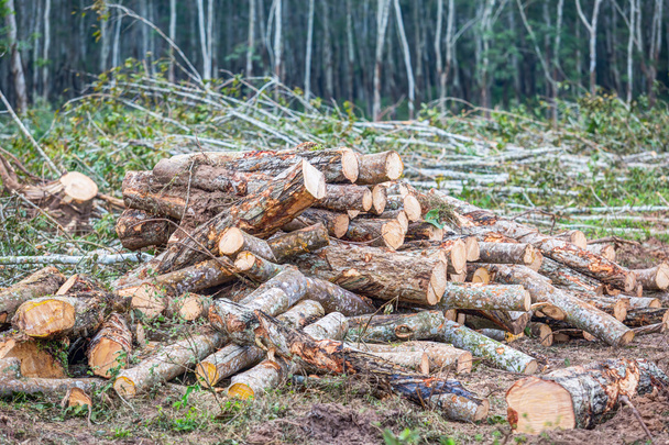 Odlesňování - Fotografie, Obrázek