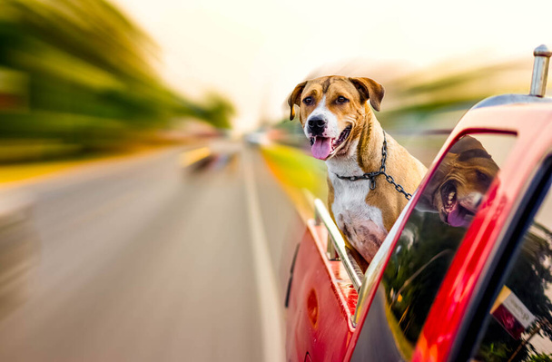 pitbull dog traveling on pickup car - Zdjęcie, obraz