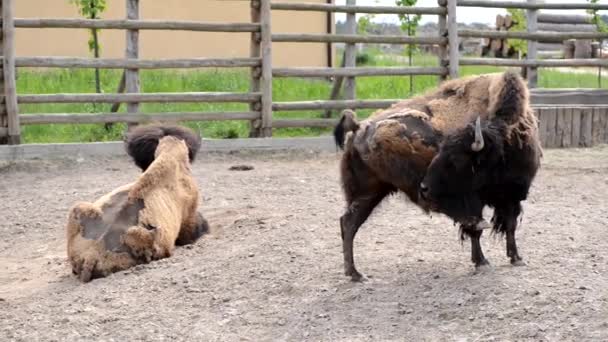 Two large brown bison inside a zoo cattle paddock - Felvétel, videó