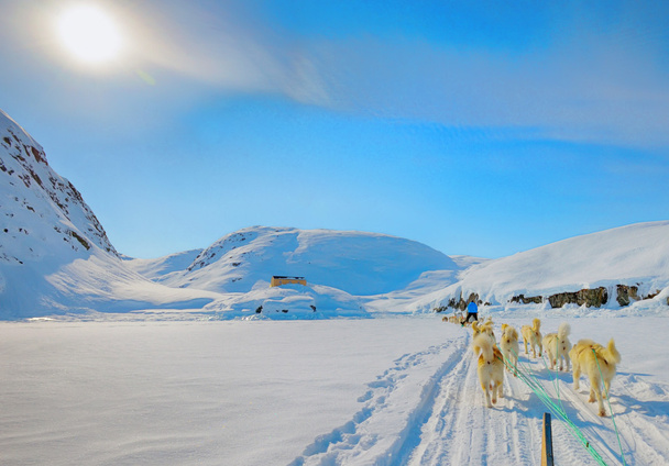 グリーンランド春にそり用犬 - 写真・画像