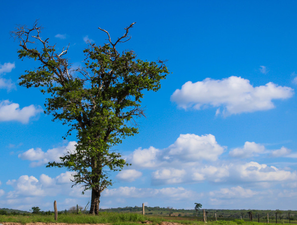 Tree and sky - Photo, Image