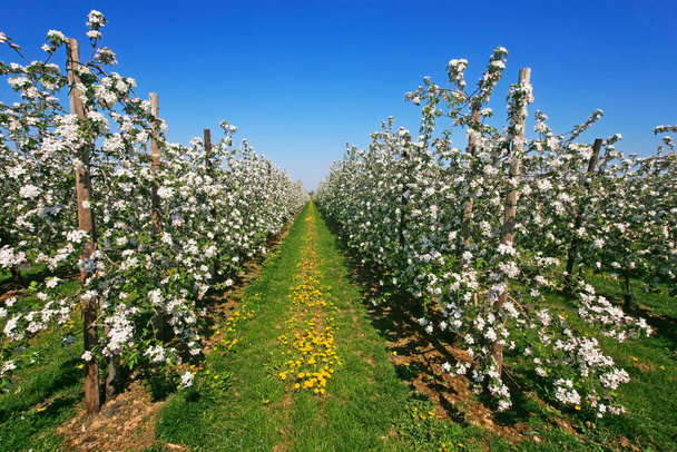 fila de manzanos con flores blancas, vista cercana, concepto de agricultura
 - Foto, Imagen