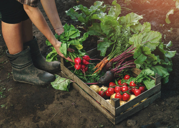 Çiftçi gün batımında çiftlikte taze sebzeleri ahşap kutuda katlıyor. Kadın eli taze hasat topluyor. Sağlıklı organik gıda, sebze, tarım, yakın plan. - Fotoğraf, Görsel