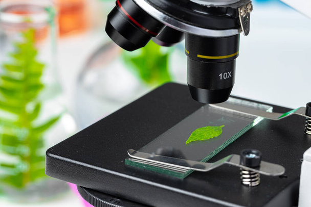 Close up of a plant leaf on a glass slide in a microscope. Biotechnology concept - Zdjęcie, obraz