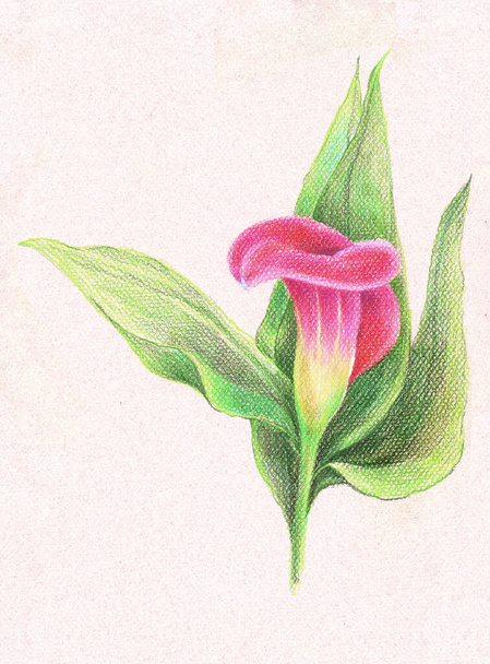Квітка кали лілії малюнок в кольорових олівцях на рожевому фоні. Квіткова ілюстрація
. - Фото, зображення