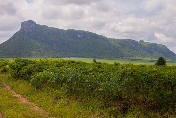 Green color of cassava farm in front of mountain background under cloudy sky located at west of Thailand - Photo, Image