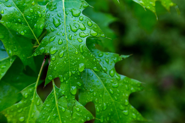 Капли воды от дождя отдыхают на ярко-зеленом листке дерева, рассматриваемом вблизи
. - Фото, изображение