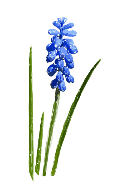 Μπλε λουλούδι muscari με πράσινα φύλλα που απομονώνονται σε λευκό φόντο. Εικονογράφηση διανύσματος.  - Διάνυσμα, εικόνα