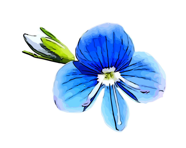 Veronica Chamaedrys kwiat izolowany na białym tle. Niebieski i zielony kwiat i pąk kwiatowy. Ilustracja wektora.  - Wektor, obraz