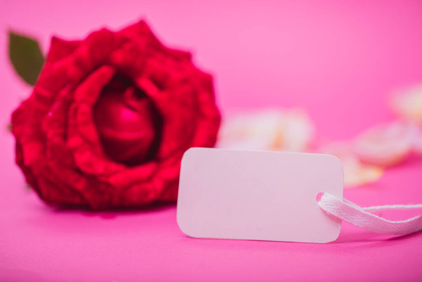 Red rose, ribbon, empty card on pink background. Valentines Day or happy birthday concept. - Zdjęcie, obraz