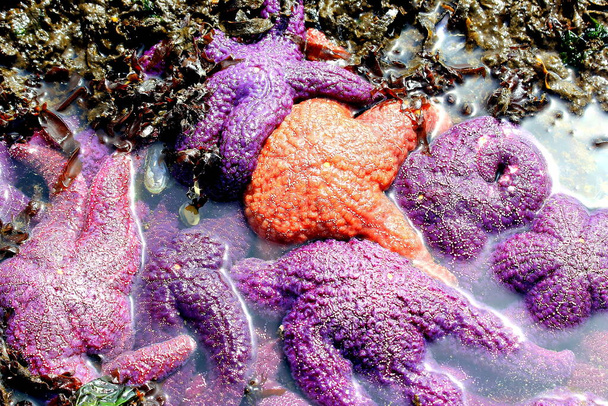 Starfish piled together on a beach during low tide showing their texture and colors in a tide pool. - Photo, Image