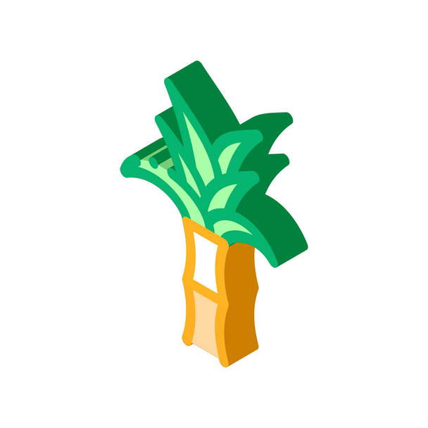 Cukornád Növényi ikon vektor. Izometrikus cukornád növényjel. színes elszigetelt szimbólum illusztráció - Vektor, kép