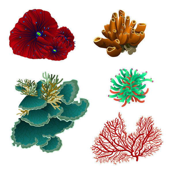 Izolované korály nastavené vektorové ilustrace - Vektor, obrázek