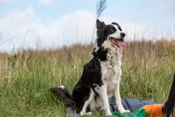 A black and white border collie dog sits on a blanket next to a toy in a field and sticks out his tongue. Horizontal orientation. - Photo, Image