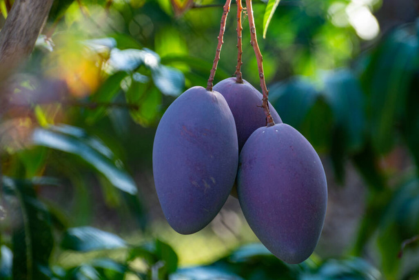 グランカナリア島の果樹園で栽培されている大きな熟した紫色のマンゴー果実を持つ熱帯マンゴーの木、スペイン、プランテーションでのマンゴー果実の栽培. - 写真・画像