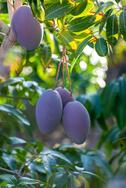 Árbol de mango tropical con grandes frutos maduros de mango púrpura creciendo en huerto en la isla de Gran Canaria, España, cultivo de frutos de mango en plantación
. - Foto, Imagen