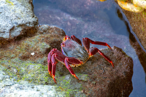 スペインのカナリア諸島、グラン・カナリア諸島の一般的な甲殻類であるムーア人の赤い足のカニ(Grapsus adssionis)がクローズアップされています。 - 写真・画像