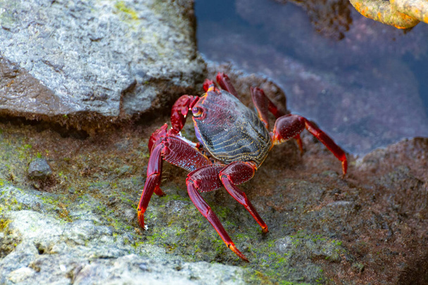 Crabe à pattes rouges (Grapsus adscensionis), un crustacé commun de Gran Canaria, îles Canaries, Espagne gros plan
 - Photo, image
