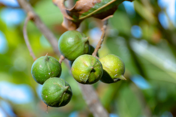 Ripe tropical macadamia nuts handing on macadamia tree ready for harvest close up - Photo, Image