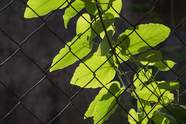 φύλλα στον φράχτη κρίκο αλυσίδα λάμπει κατά τον ήλιο το πρωί - Φωτογραφία, εικόνα
