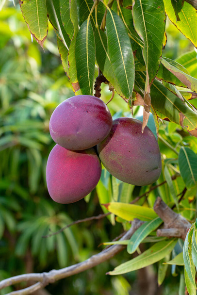 Árbol de mango tropical con grandes frutos maduros de mango creciendo en huerto en la isla de Gran Canaria, España, cultivo de frutos de mango en plantación
. - Foto, Imagen