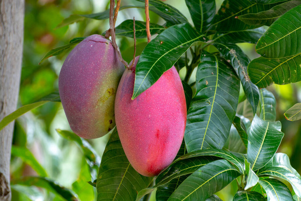 Tropical mango tree with big ripe mango fruits growing in orchard on Gran Canaria island, Spain, cultivation of mango fruits on plantation. - Photo, Image