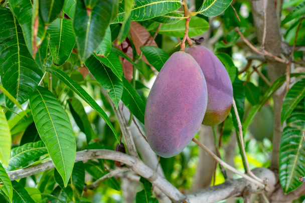 Árbol de mango tropical con grandes frutos maduros de mango creciendo en huerto en la isla de Gran Canaria, España, cultivo de frutos de mango en plantación
. - Foto, Imagen