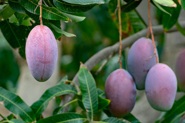 Manguier tropical avec de gros fruits mûrs de mangue poussant dans le verger sur l'île de Gran Canaria, Espagne, culture de mangues sur plantation
. - Photo, image