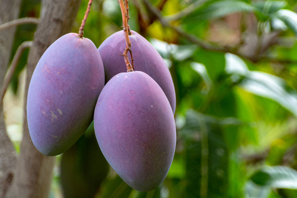 Mango tropicale con grandi frutti di mango maturi che crescono nel frutteto sull'isola di Gran Canaria, Spagna, coltivazione di frutti di mango in piantagione
. - Foto, immagini