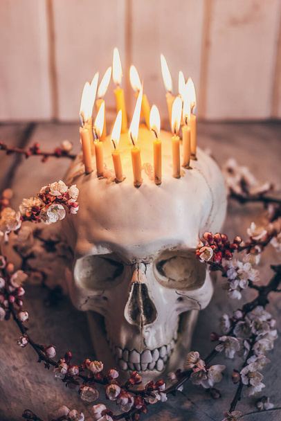 Έννοια της άνοιξης 2020. Το κεφάλι σκελετού στα άνθη του βερίκοκου που ανθίζει φορώντας το στέμμα των κεριών. Σύμβολο θανάτου Covid-19. - Φωτογραφία, εικόνα