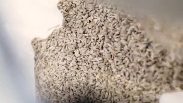 Nasiona słonecznika na przenośniku fabrycznym - Materiał filmowy, wideo