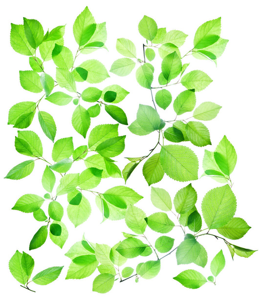 白色に孤立した半透明の緑の葉の背景 - 写真・画像