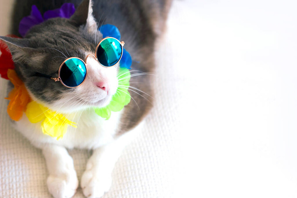 Portrét legračního kocoura se slunečními brýlemi, ležícího v létě na bílé pohovce. Kočka si užívá svátky a dívá se na slunce. Havaj kočka. Zavřít. Horní pohled. Mezera pro text - Fotografie, Obrázek