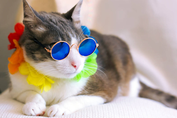 Кішка в закруглених сонцезахисних окулярах розслабляється, сидячи на обережності на світлому тлі. Святковий літній кіт. Гавайський кіт. Закрийте бразільський карнавал. - Фото, зображення