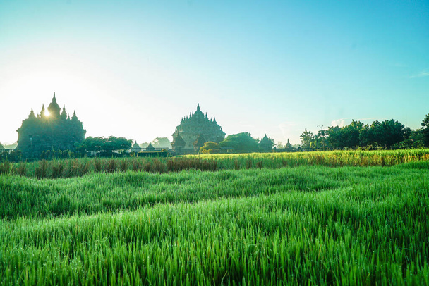 Plaosan Tempel Reflexion im Reisfeld, ist ein in der Nähe von Prambanan Tempel mit Blick junge Reispflanze am Morgen - Foto, Bild