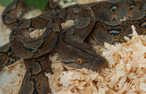 Python змія
 - Фото, зображення