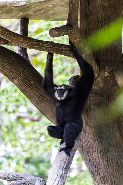 Gibbon in chiangmai dierentuin, thailand - Fotoğraf, Görsel