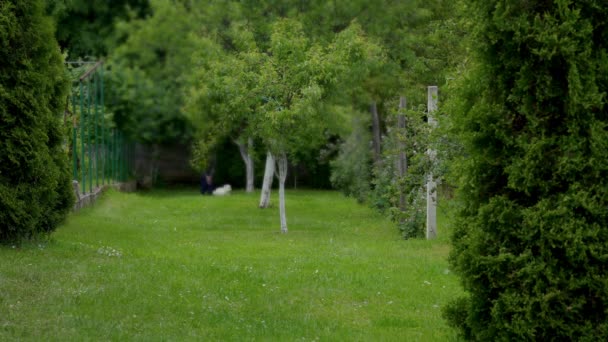 A woman lets Maltese Dog run across meadow - Metraje, vídeo
