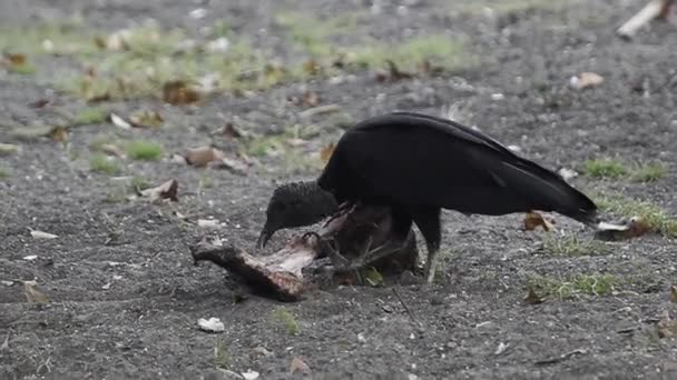 Αμερικανός μαύρος γύπας που τρέφεται με ψοφίμια στο Catemaco, Veracruz - Πλάνα, βίντεο